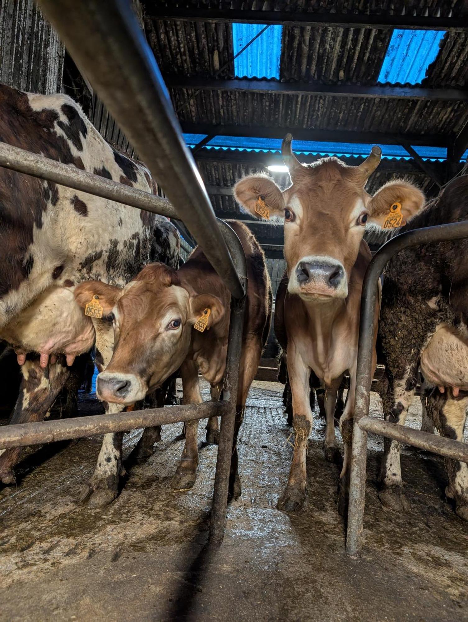 Ferme De La Gortiere Bed & Breakfast Le Teilleul ภายนอก รูปภาพ