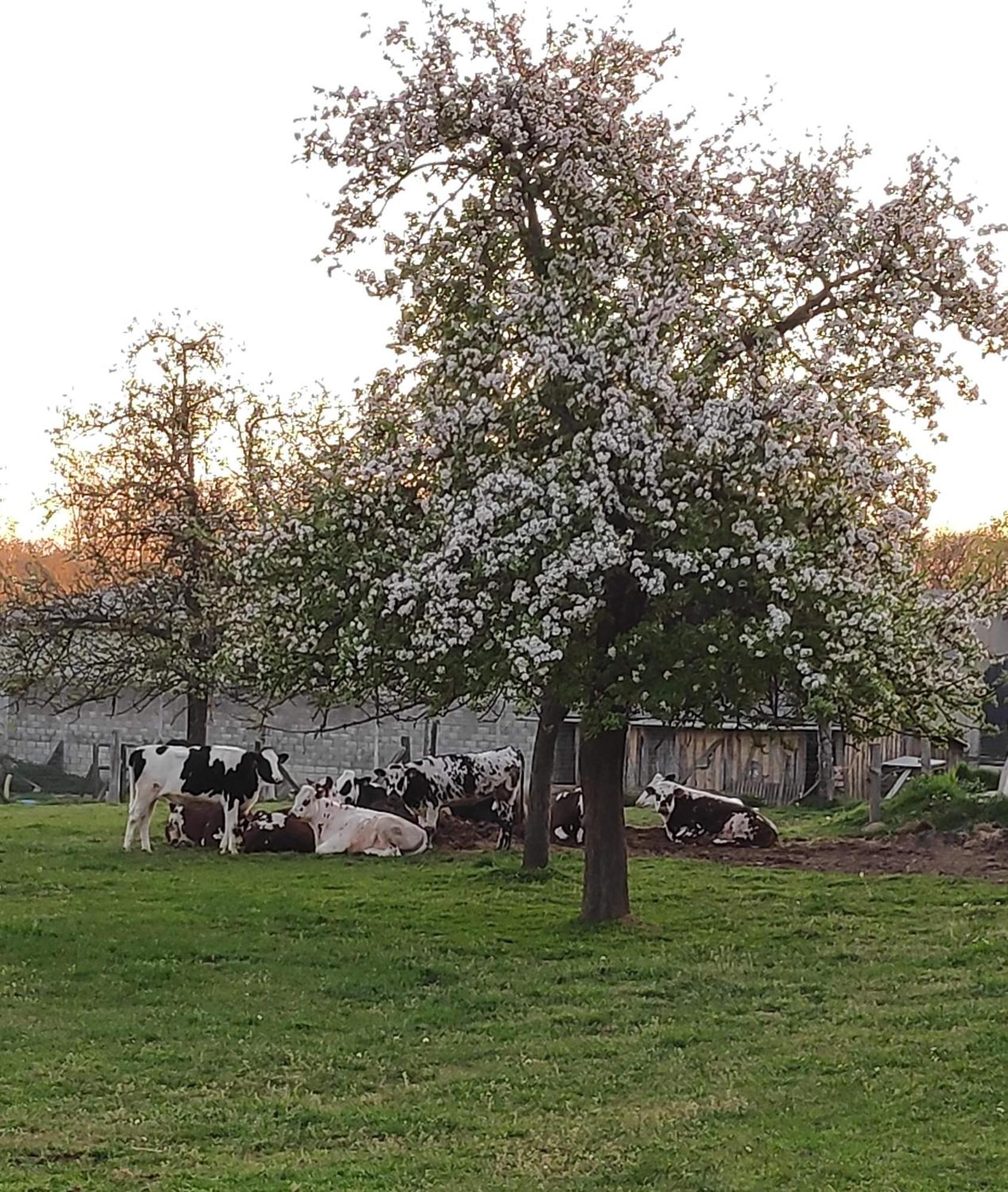 Ferme De La Gortiere Bed & Breakfast Le Teilleul ภายนอก รูปภาพ