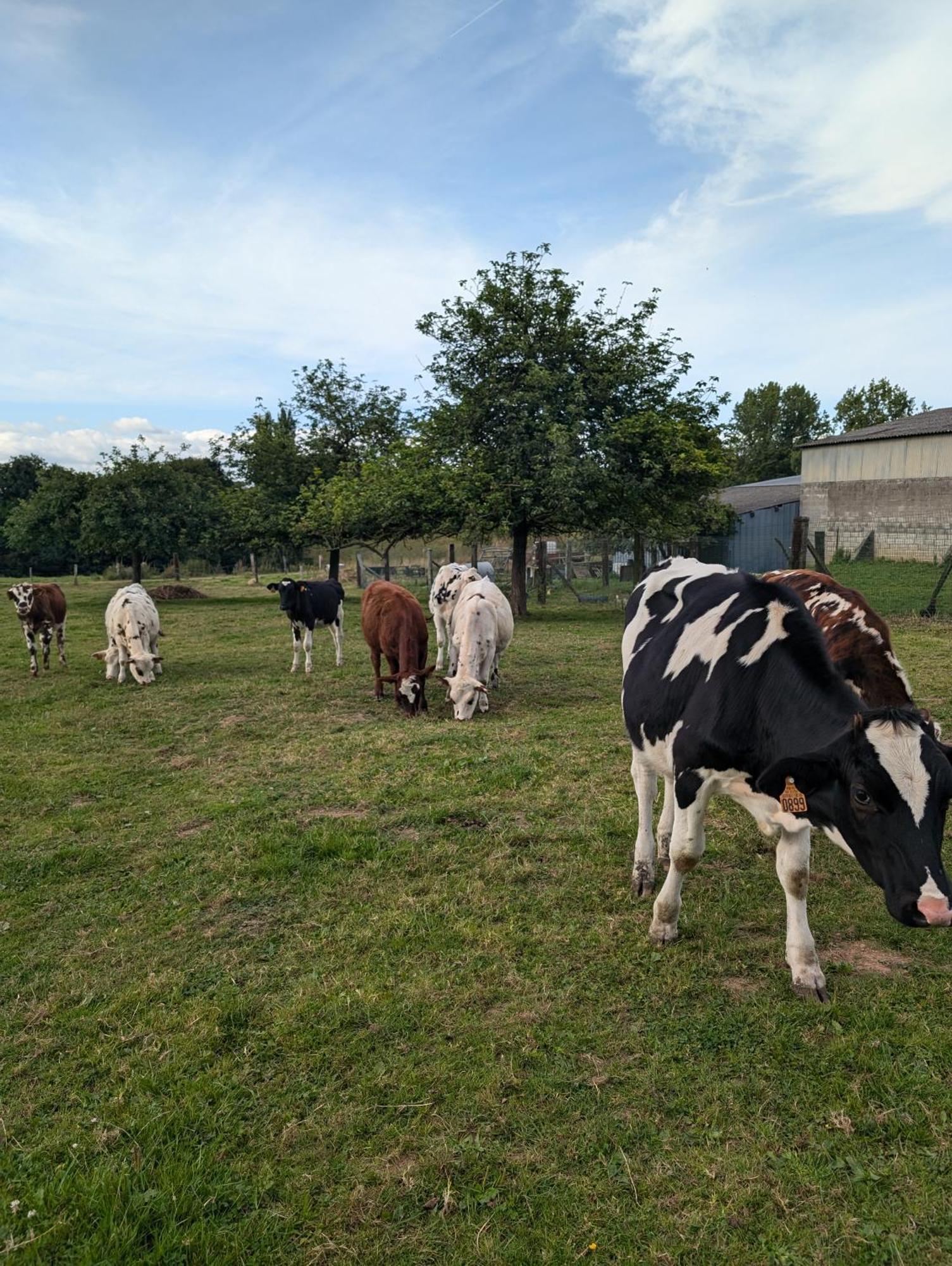 Ferme De La Gortiere Bed & Breakfast Le Teilleul ภายนอก รูปภาพ