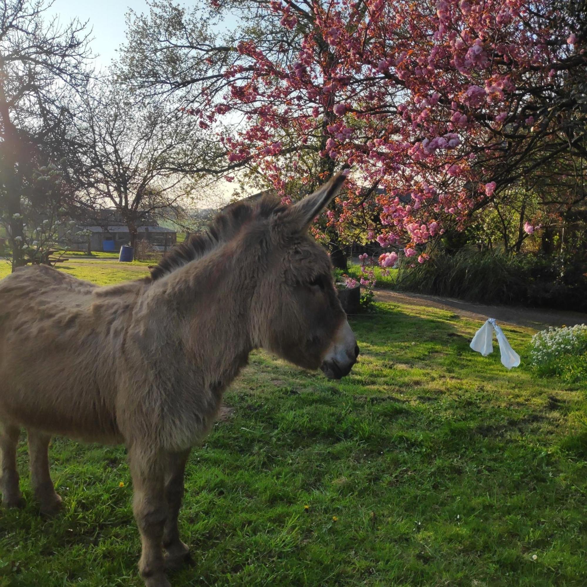 Ferme De La Gortiere Bed & Breakfast Le Teilleul ภายนอก รูปภาพ